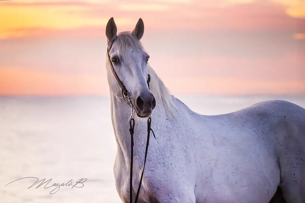 Camargue Authentique - Image 5