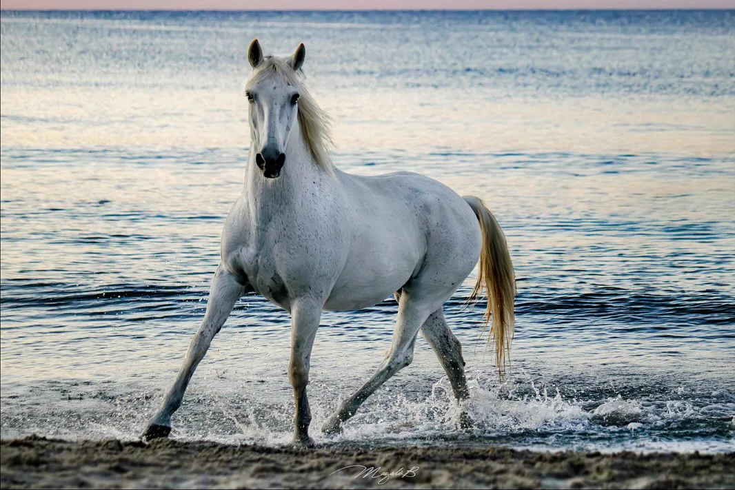 Camargue Authentique - Image 6