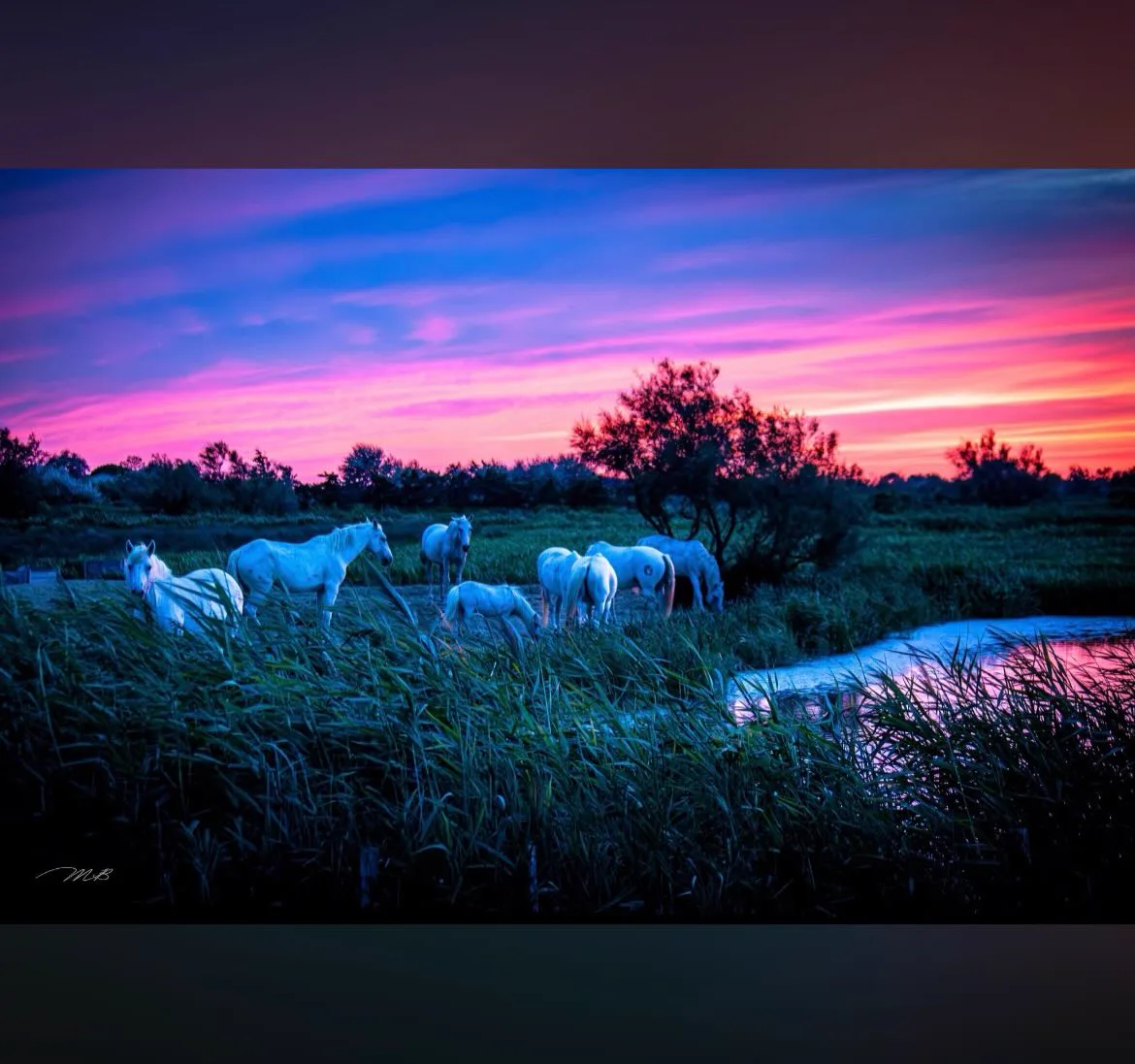 Camargue Authentique - Image 11