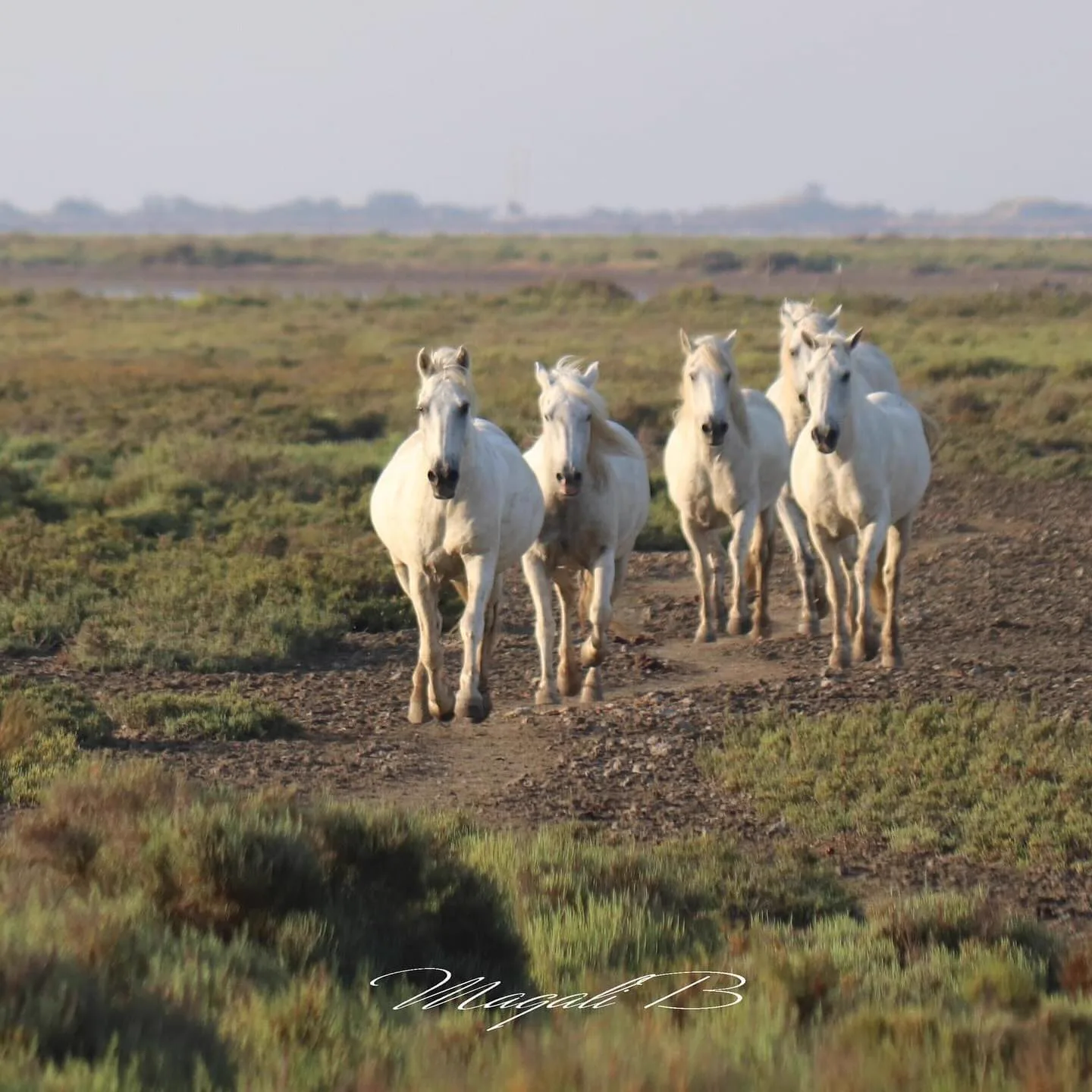 Camargue Authentique - Image 18