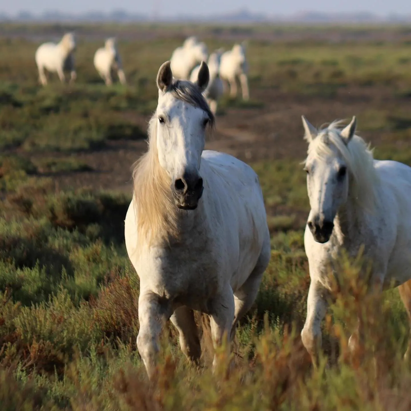Camargue Authentique - Image 20