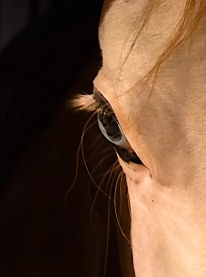 Portraits Animaliers - Image 15